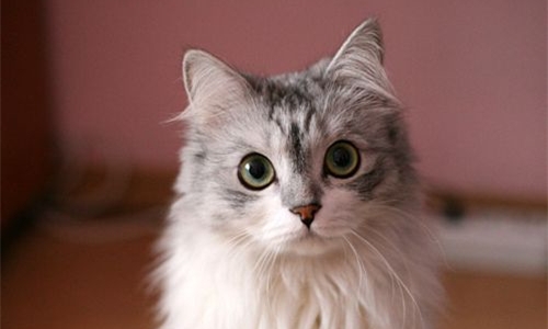 想养一只萌猫吗