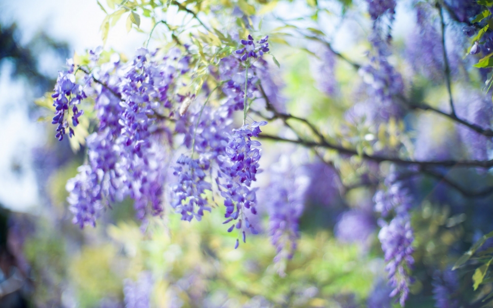 紫藤花瀑布高清桌面壁纸