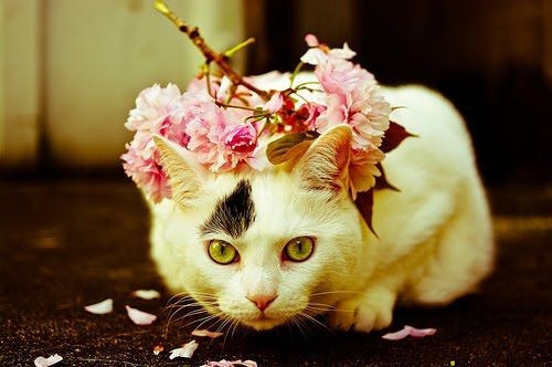 猫与自然