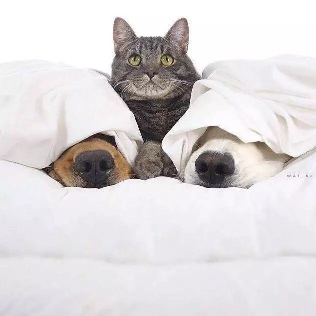二狗一猫的日常生活