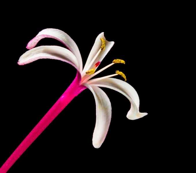 红色的金银花图片