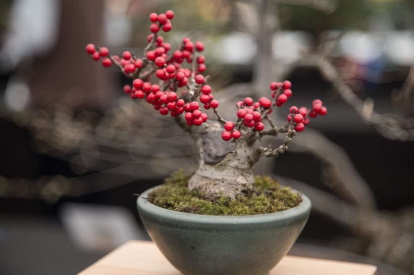 盆景植物图片