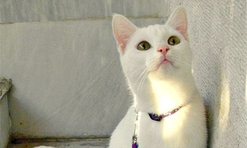 想养一只萌猫吗