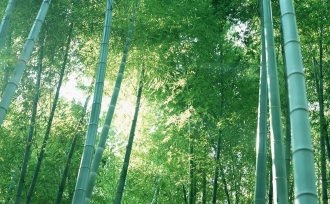 春天绿色竹林