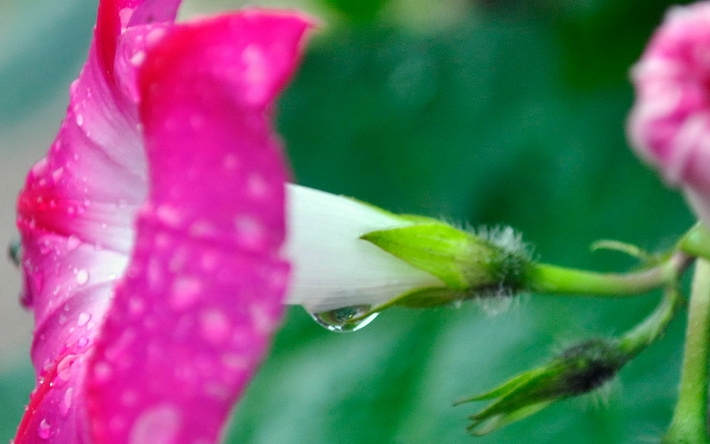 牵牛花摄影精美壁纸