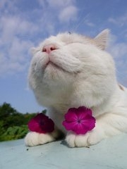 炸鸡：喵星人喵叔3~    原来喵叔这么可爱~