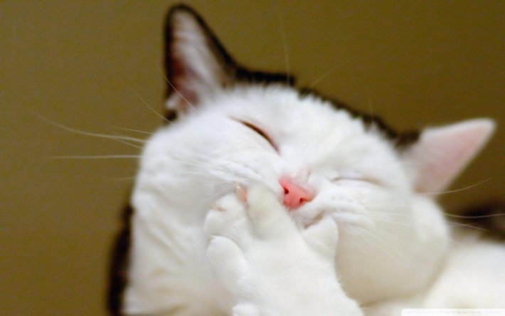 搞怪的小猫高清桌面壁纸