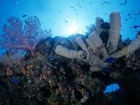 海底的生物