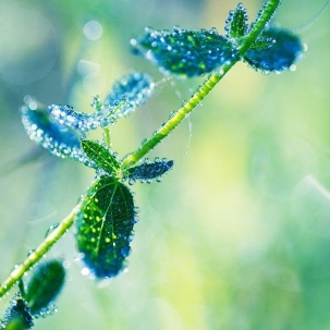 嫩绿的雨中植物