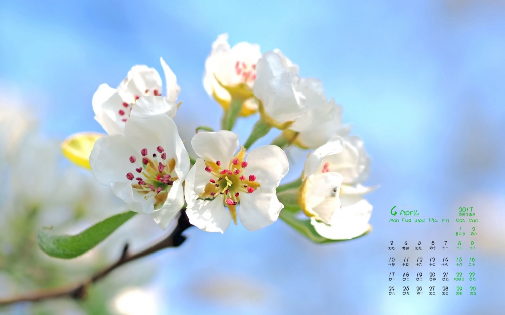 2017年4月精美小清新花朵唯美高清日历壁纸