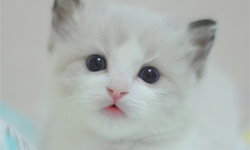 想养一只萌猫吗