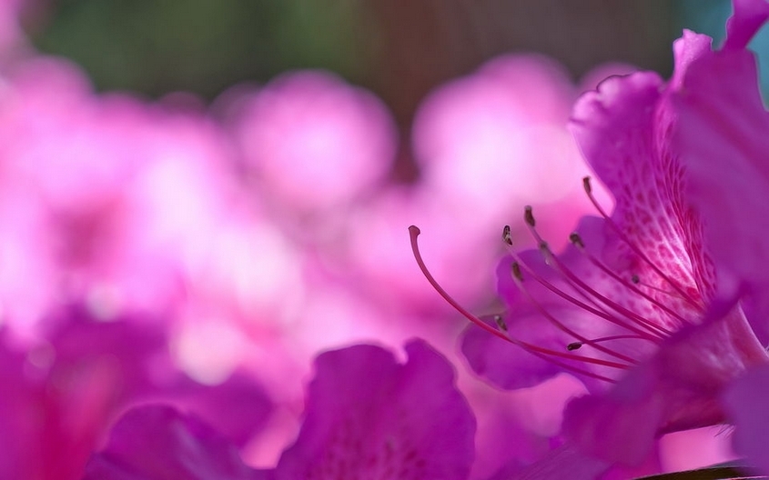 春天百花争鸣高清花卉图片摄影