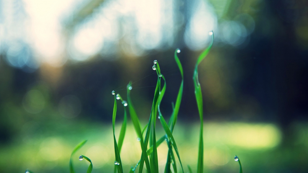 绿色护眼植物桌面壁纸图片大全