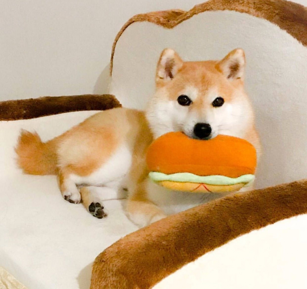 柴犬也是小吃货