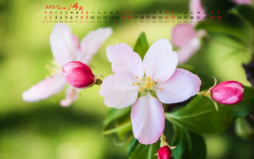 2017年4月精美小清新花朵唯美高清日历壁纸