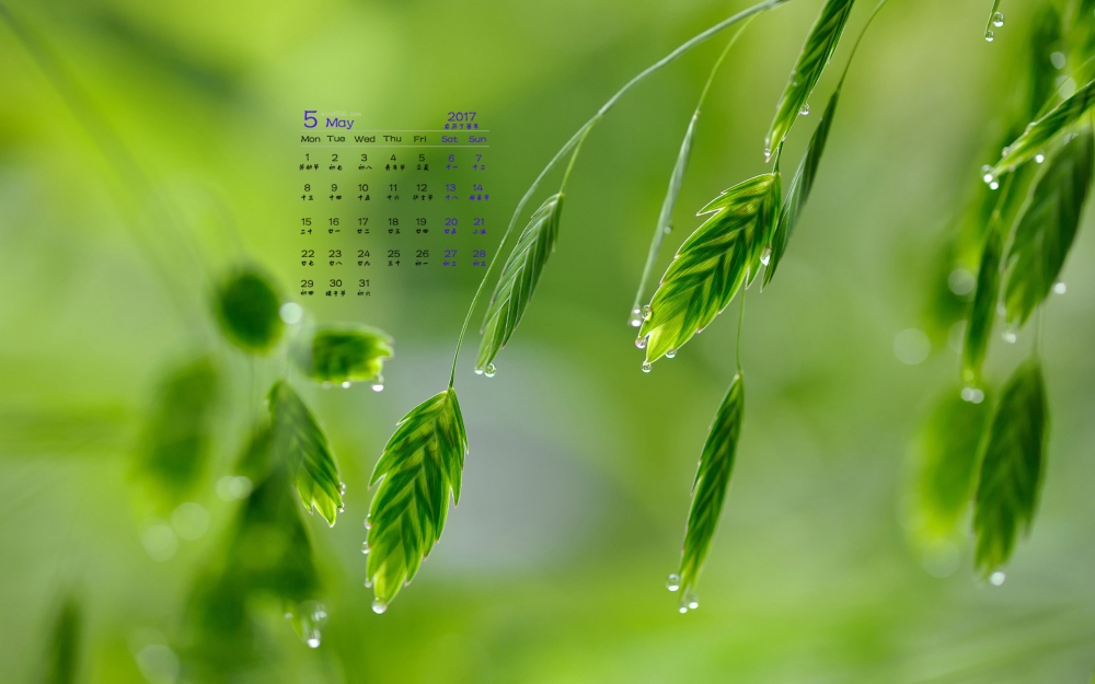 2017年5月清新绿色植物护眼日历壁纸