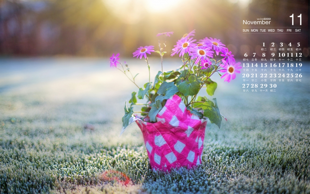 2016年11月日历花卉植物桌面壁纸