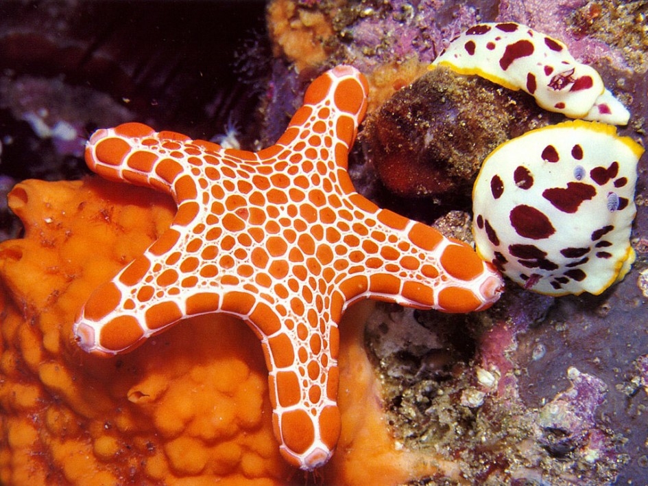 唯美海星好看的海底图片