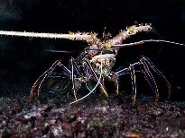 海底的生物