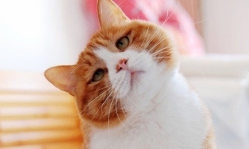 想养一只萌猫吗
