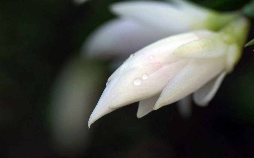 春天百花争鸣高清花卉图片摄影