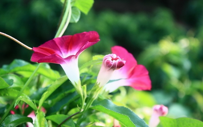 牵牛花摄影精美壁纸
