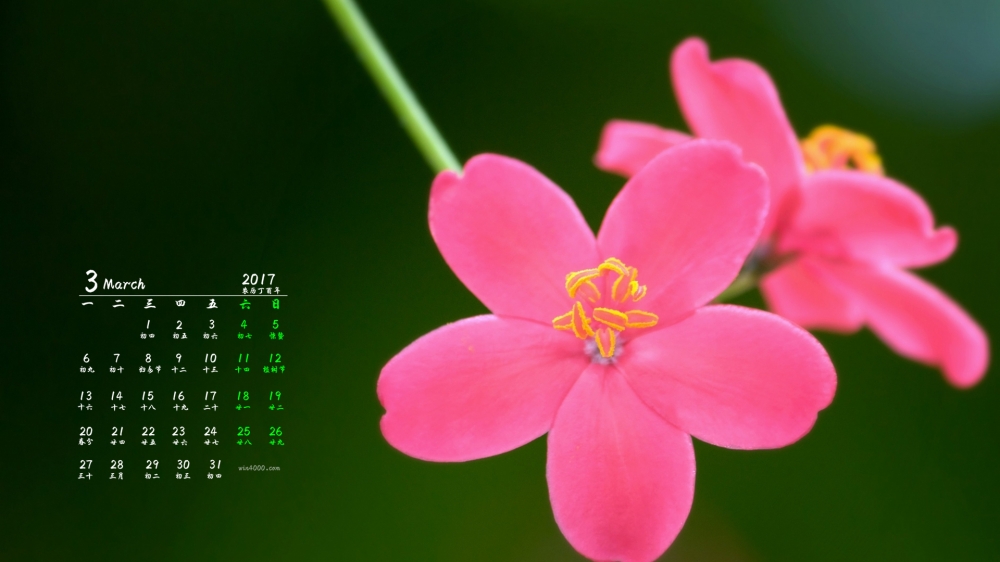2017年3月神奇的大自然阳光森林日历壁纸