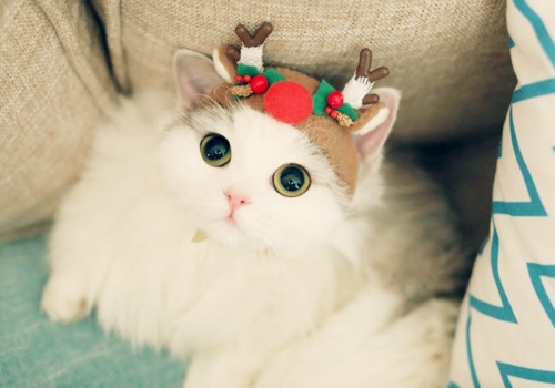 超萌猫咪图片合集_活泼好动的小猫咪