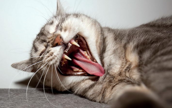 搞怪的小猫高清桌面壁纸