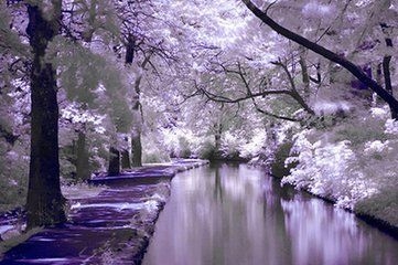 花儿你等谁