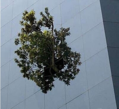 这办公室绿化太好了吧