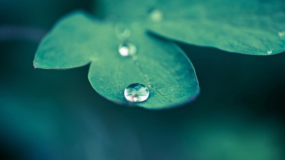 绿色护眼植物桌面壁纸图片大全