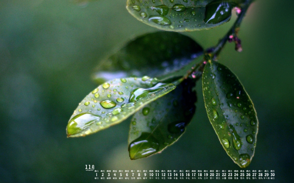 2016年11月日历花卉植物桌面壁纸