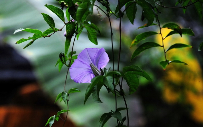 牵牛花摄影精美壁纸