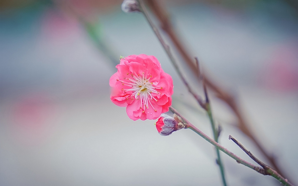 唯美好看的粉色桃花花卉图片壁纸