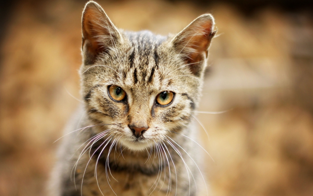 呆萌宠物猫咪犀利眼神搞笑可爱表情桌面壁纸
