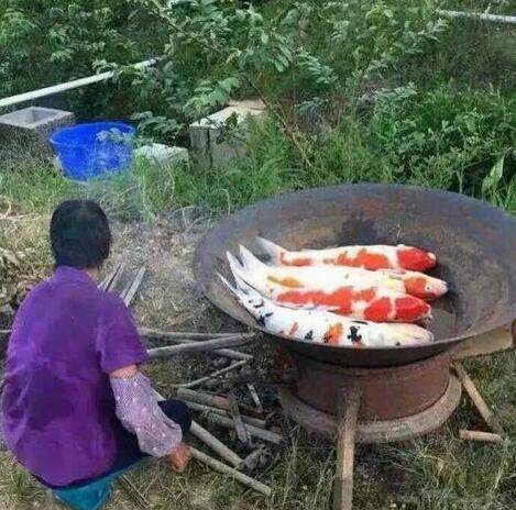 老妈说给我煮几条鱼补补