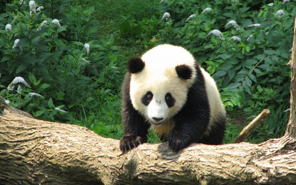 可爱大熊猫高清壁纸