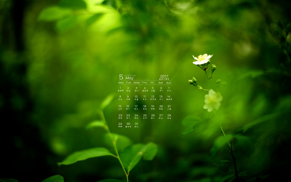 2017年5月清新绿色植物护眼日历壁纸