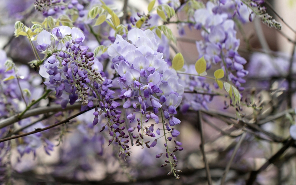 紫藤花瀑布高清桌面壁纸