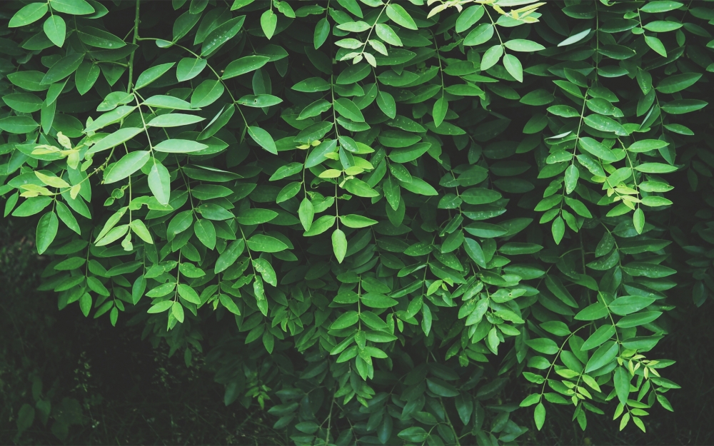 清新花卉植物风景图片桌面壁纸