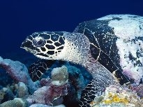 海底的生物