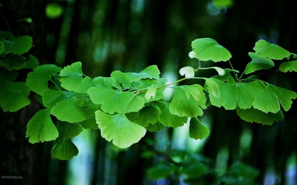 精选清新美丽的绿色植物高清图片