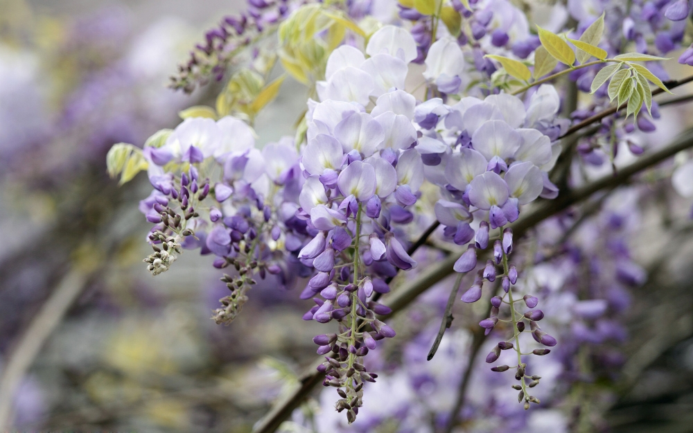 紫藤花瀑布高清桌面壁纸