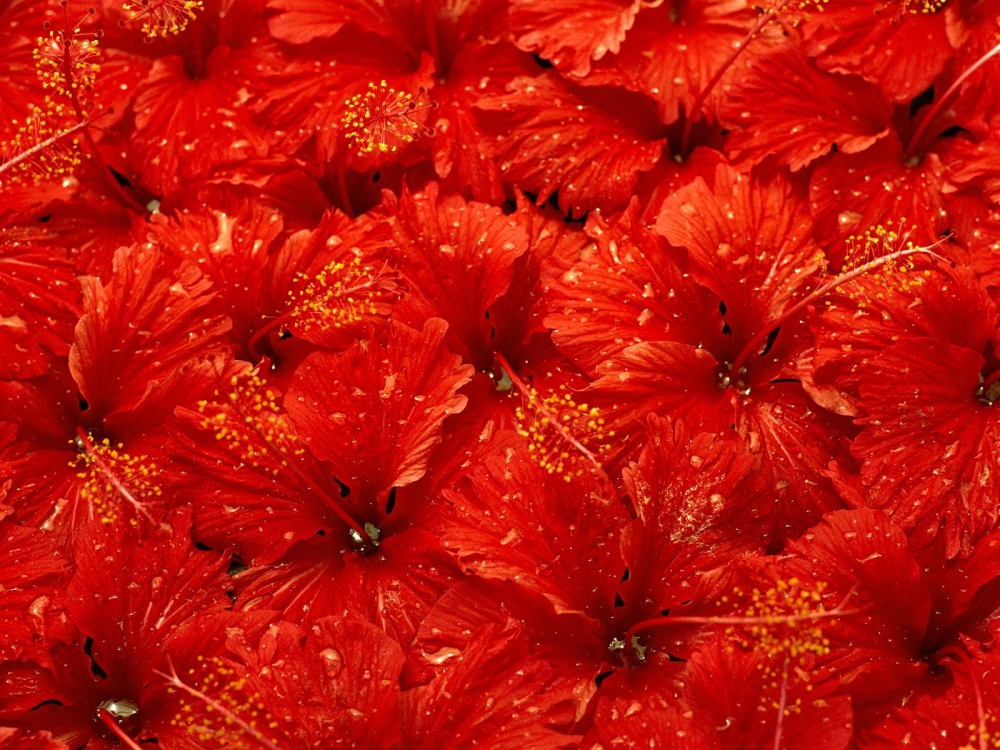 1600花朵背景 第三辑