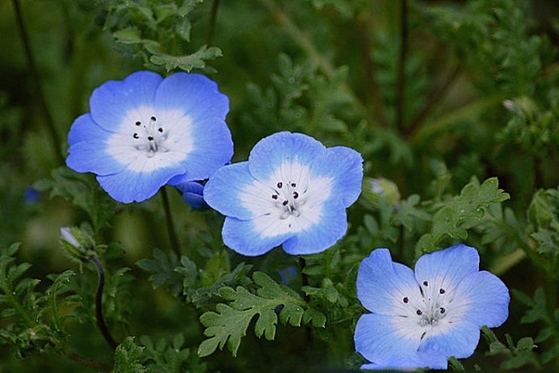 欣赏常见草本花卉粉蝶花图片大全