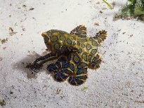 海底的生物