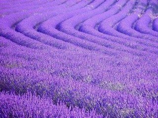 花儿你等谁