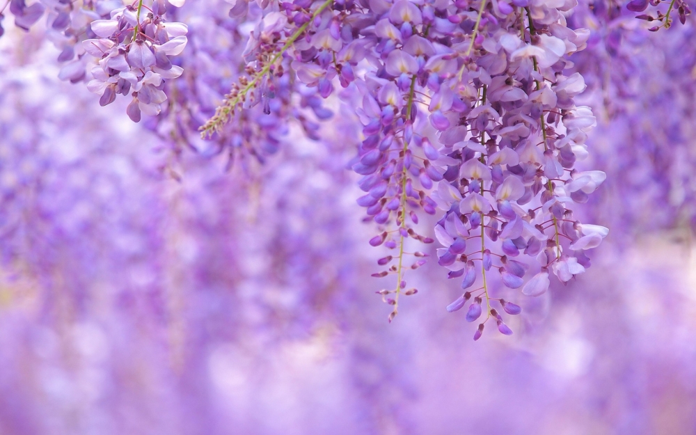 紫藤花瀑布高清桌面壁纸