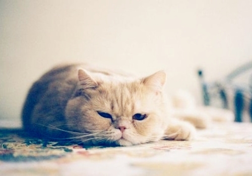 超萌猫咪图片合集_活泼好动的小猫咪